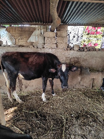 વેચવાની