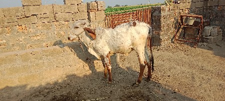 વાસડી વેચવાની છે