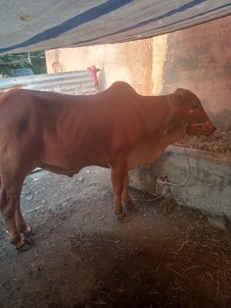 વાછડો વેચવાનો છે