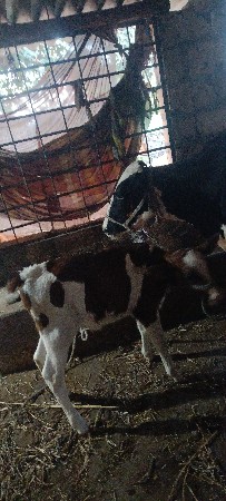 ગાય વેચવાની છે