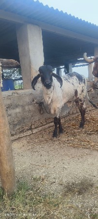 વાસળી વેચવાની છે