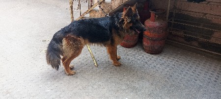 ખાલી મેટીગ  માટે છે