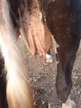 ગાય વેચવાની છે