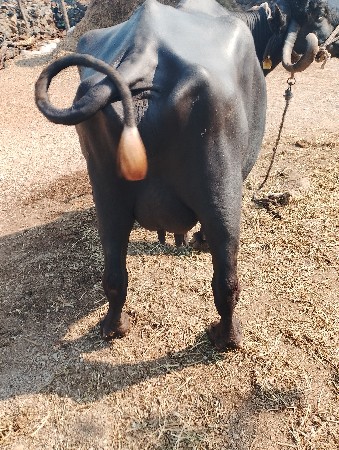 थंबनेल 2