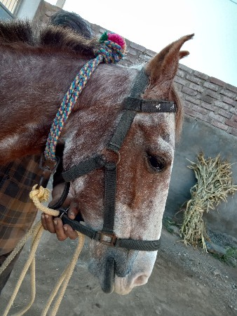 ઘોડી વેચવાની છે કબૂતરી ઘોડી છે