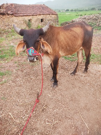 ઠાલા ફોરા માં હાલતો સે