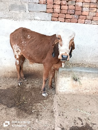 थंबनेल 2