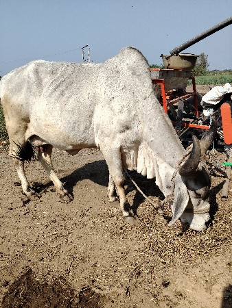 આ ગાય દેવાની છે