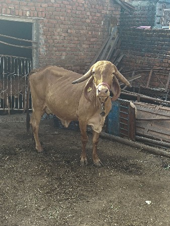 સોન કપિલા ગાય છે.