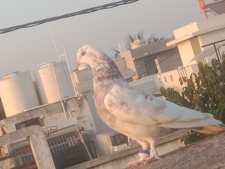 थंबनेल 2