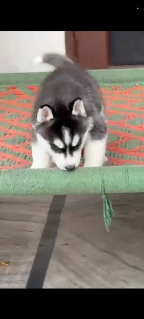 Vadodara pet 🐶 service