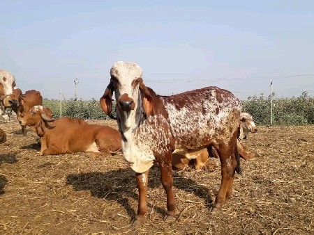 ગોવાળ જોઈએ છે