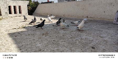 થંબનેલ 3