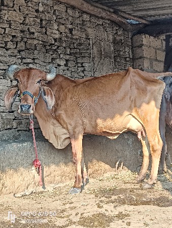 थंबनेल 2