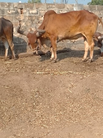 थंबनेल 2