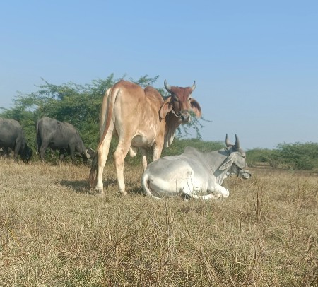 ગોધલા વેચવા છે