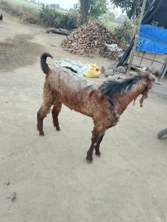 લાલ બોકડો વેચવાનો છે ચાર જાતે છે