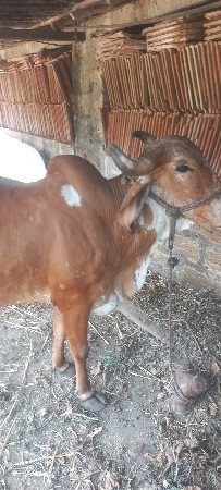 ગાયવેશવાની