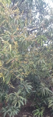 બગીચા નો ઇજારો આપવાનો છે