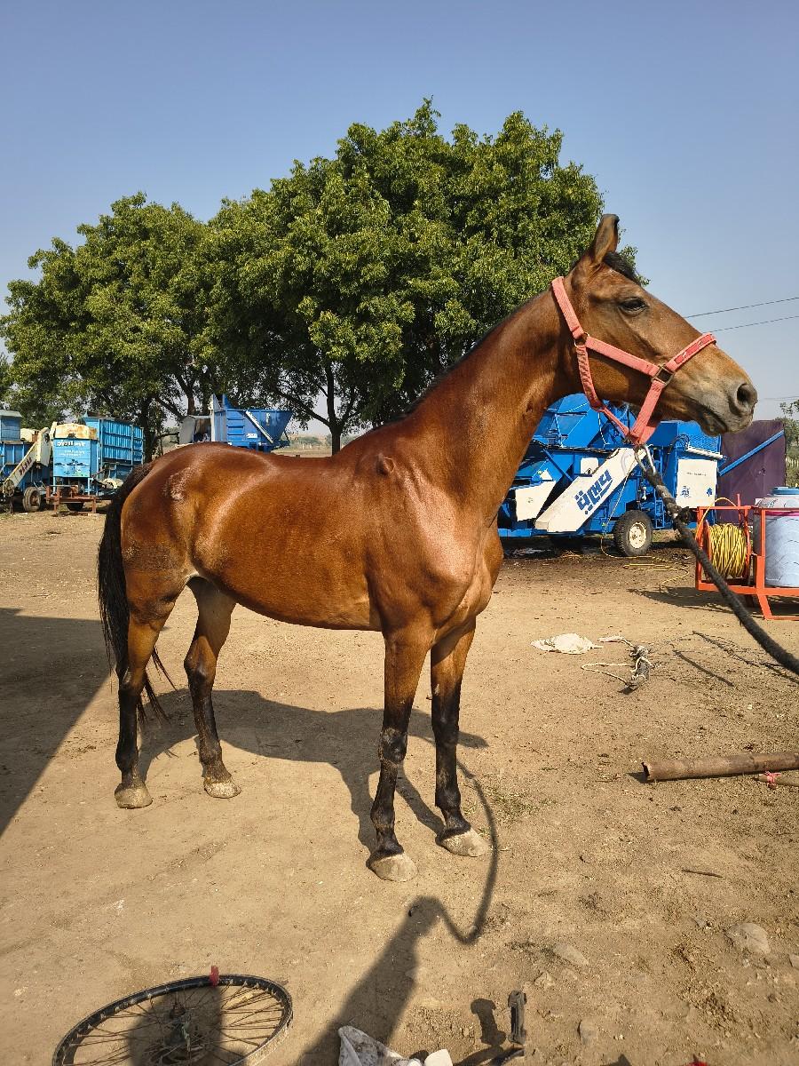 थंबनेल 2