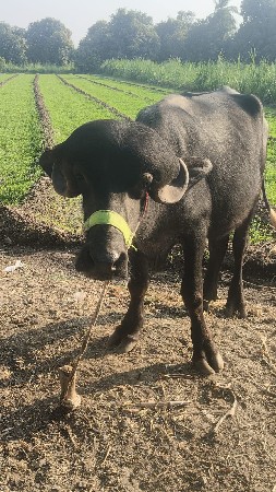 જાફરાબાદી પાડી