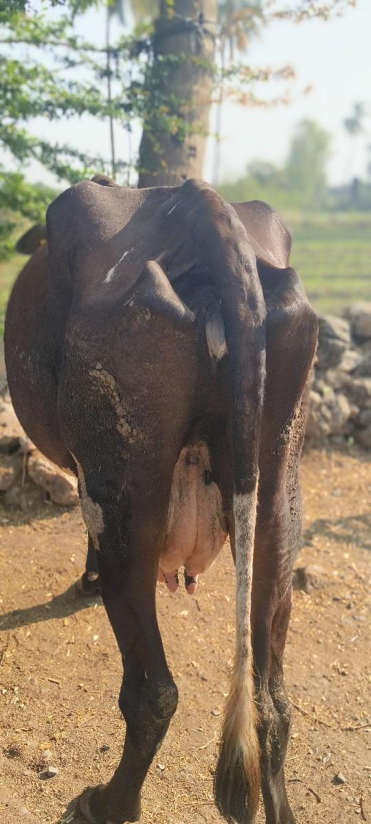 થંબનેલ 2