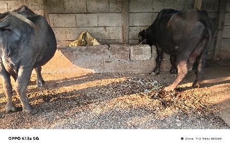 2 ભૅસ વેચવાની છે