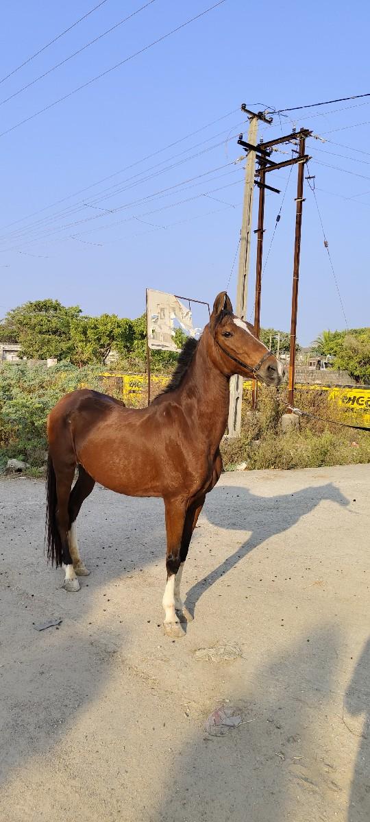 ઘોડી વેચવાની છે