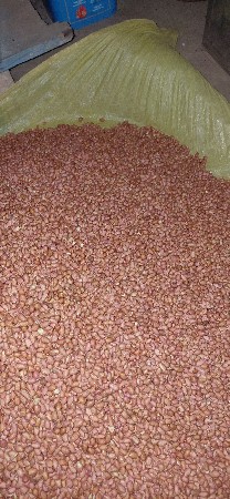 GG23 મગફળી