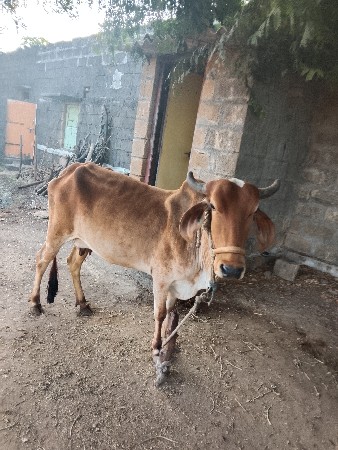 थंबनेल 3