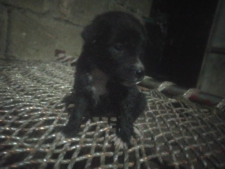 ગલુડિયા વેચવાના છે