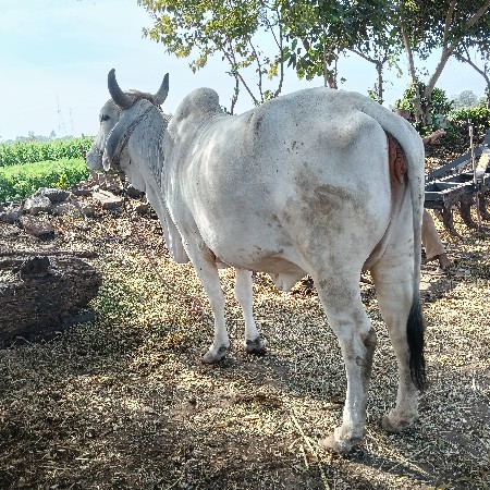 થંબનેલ 2