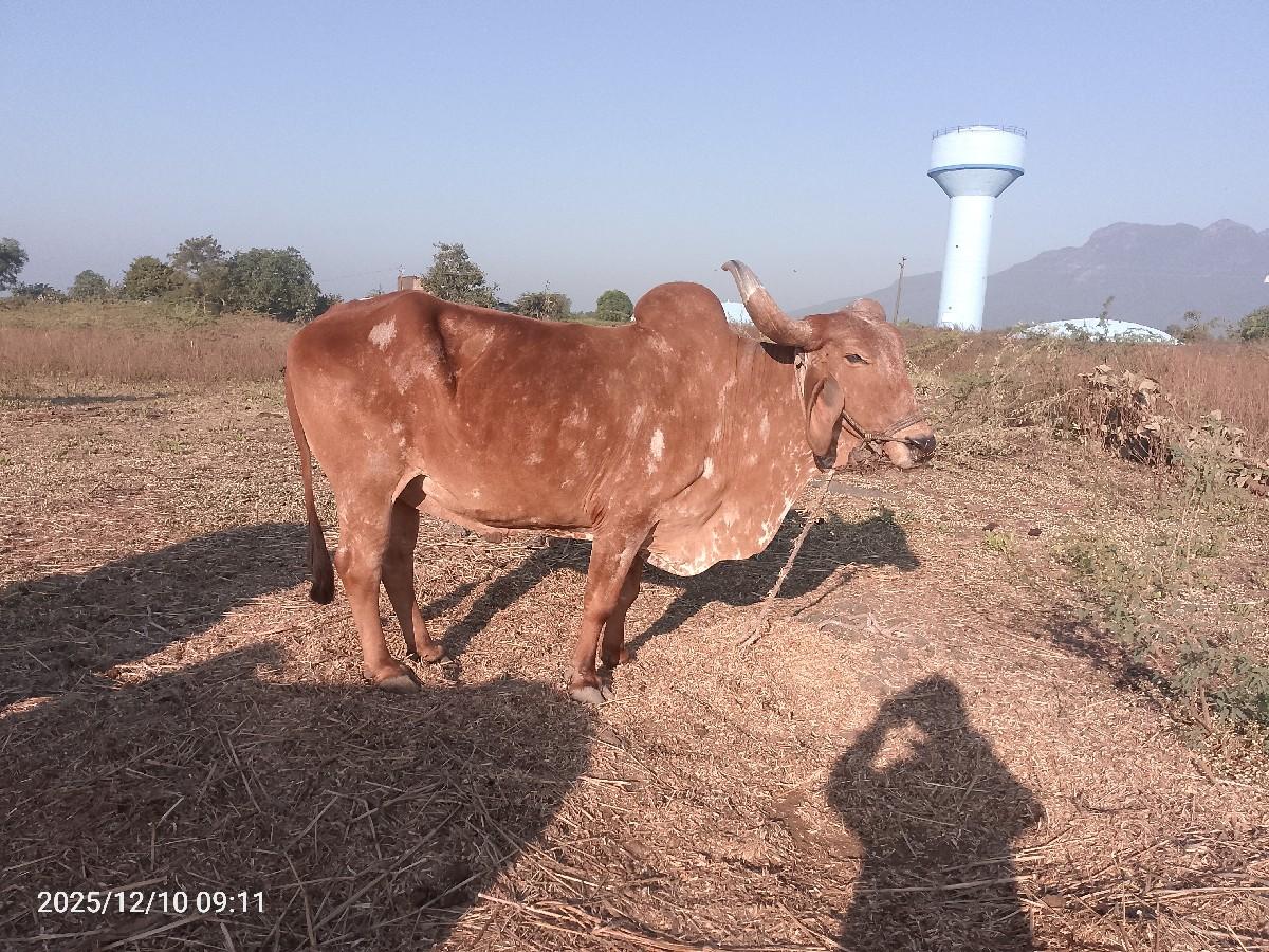 12000.                    16000 ચાલ