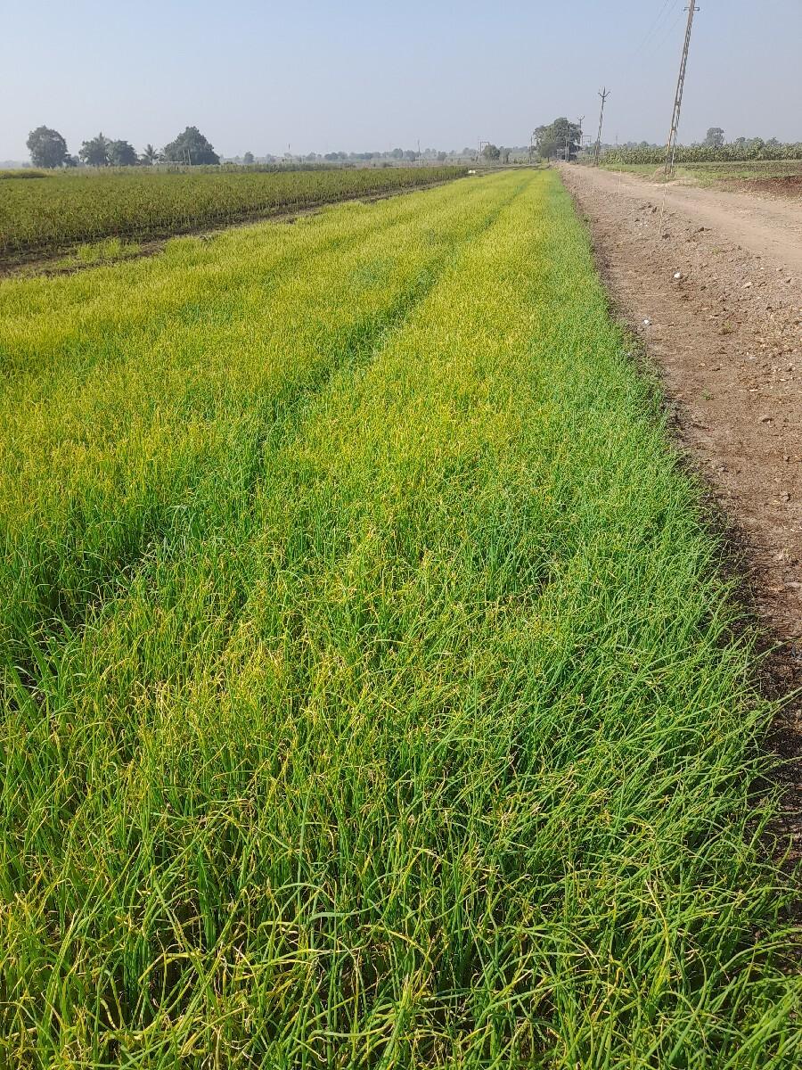 સફેદ બુધેલ ડુંગળી નો રોપ