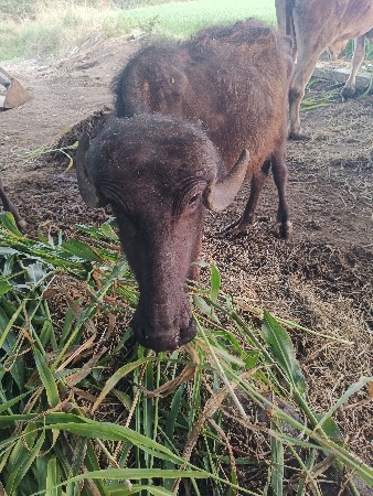 थंबनेल 3