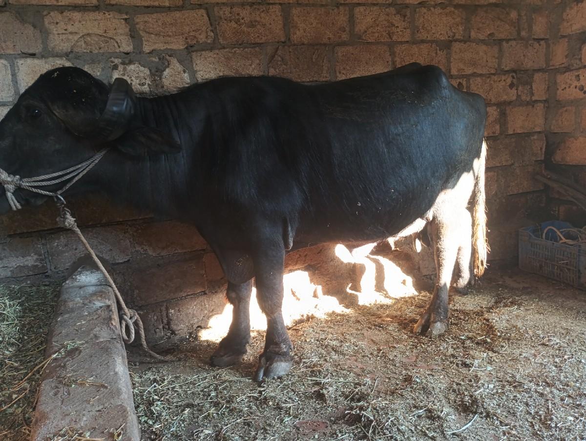 थंबनेल 1