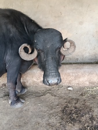 ગામ રામો તાલુકો કોટડા સાંગાણી જીલ્