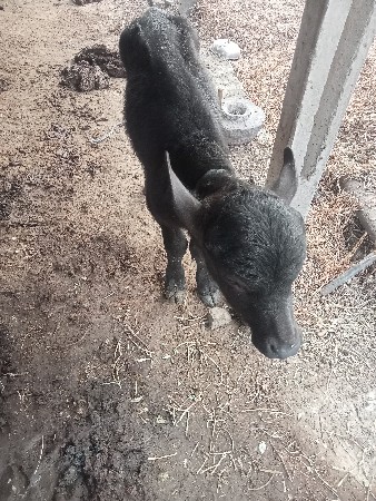 ભેંશ વેચવાની છે