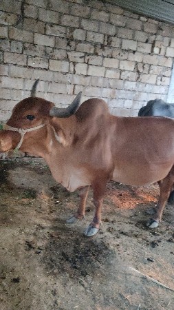 ગાય દેહિ