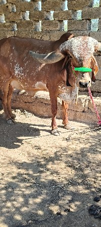 ગાય વેચવાની છે