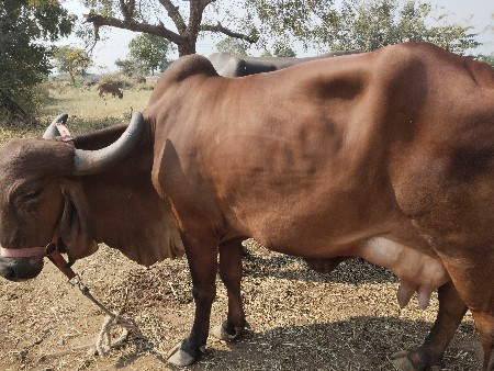 ઓરીજનલ ગીર