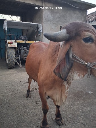 થંબનેલ 3