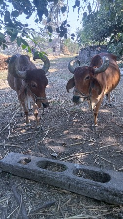 બળદ વેચવા ના છે