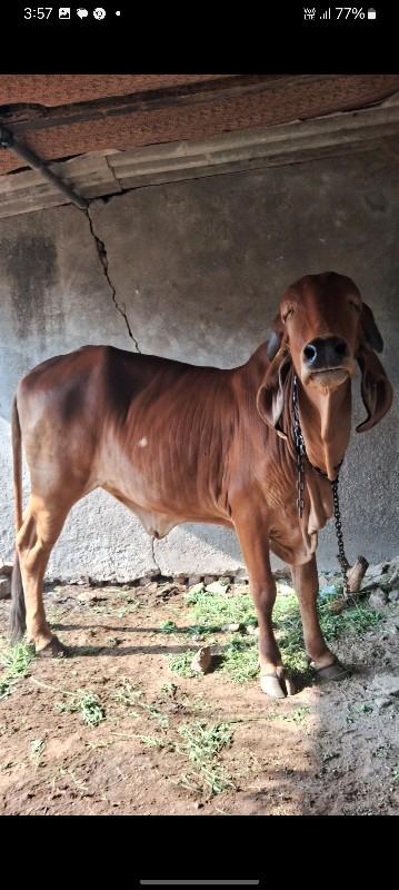 થંબનેલ 2