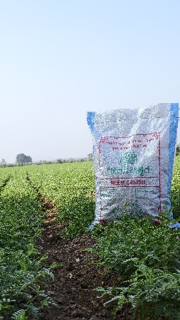 લીંબોળી ક્રશ દાણાદાર