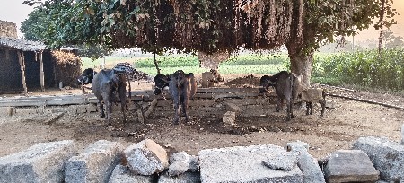 ભેસુ વેચવાની છે.