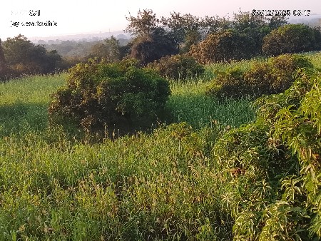 ઉભી જવાર વેચવાની છે