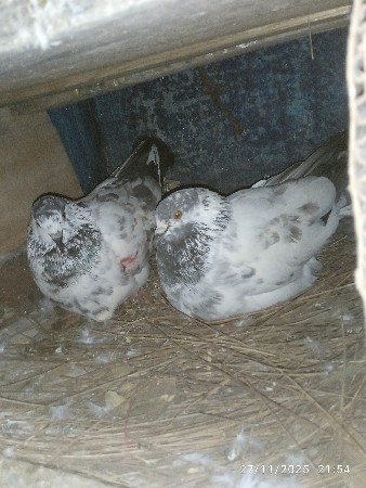 થંબનેલ 3