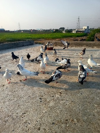 थंबनेल 2