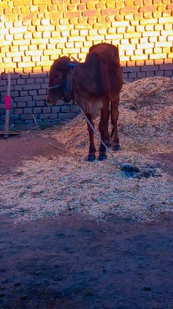 ગીર વાસડી